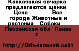 Кавказская овчарка -предлагаются щенки › Цена ­ 20 000 - Все города Животные и растения » Собаки   . Пензенская обл.,Пенза г.